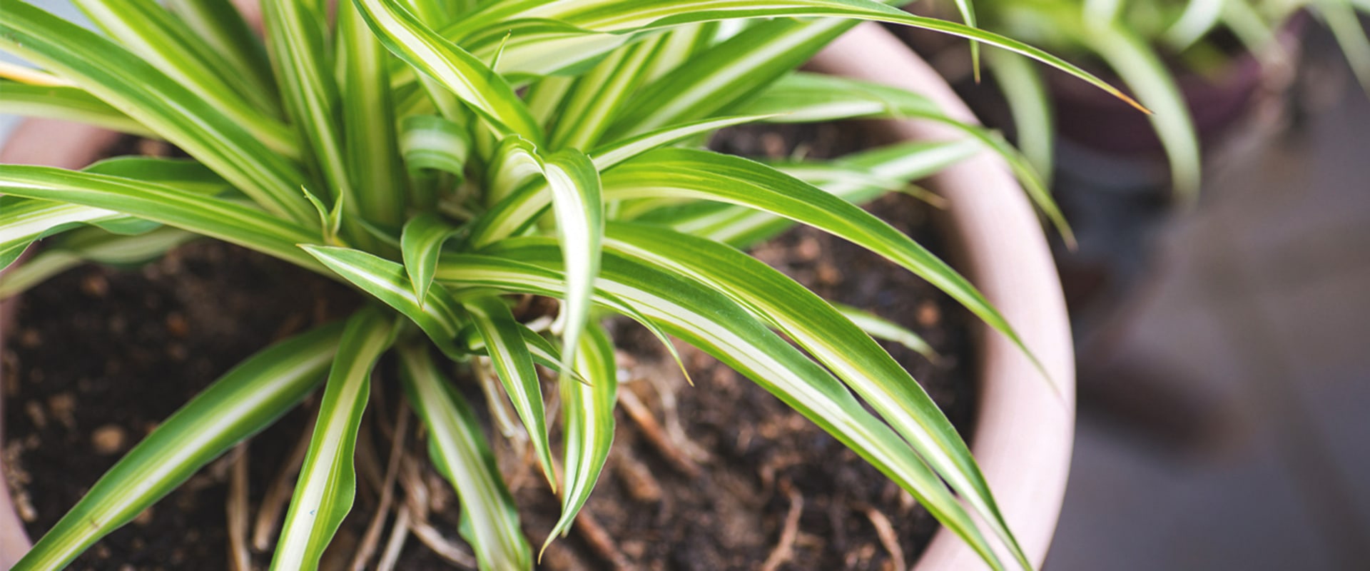 How the Best Air Purifying Plants Improve Indoor Air and Health