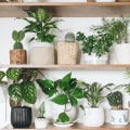 How the Best Air Purifying Plants Improve Indoor Air and Health