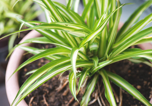 How the Best Air Purifying Plants Improve Indoor Air and Health